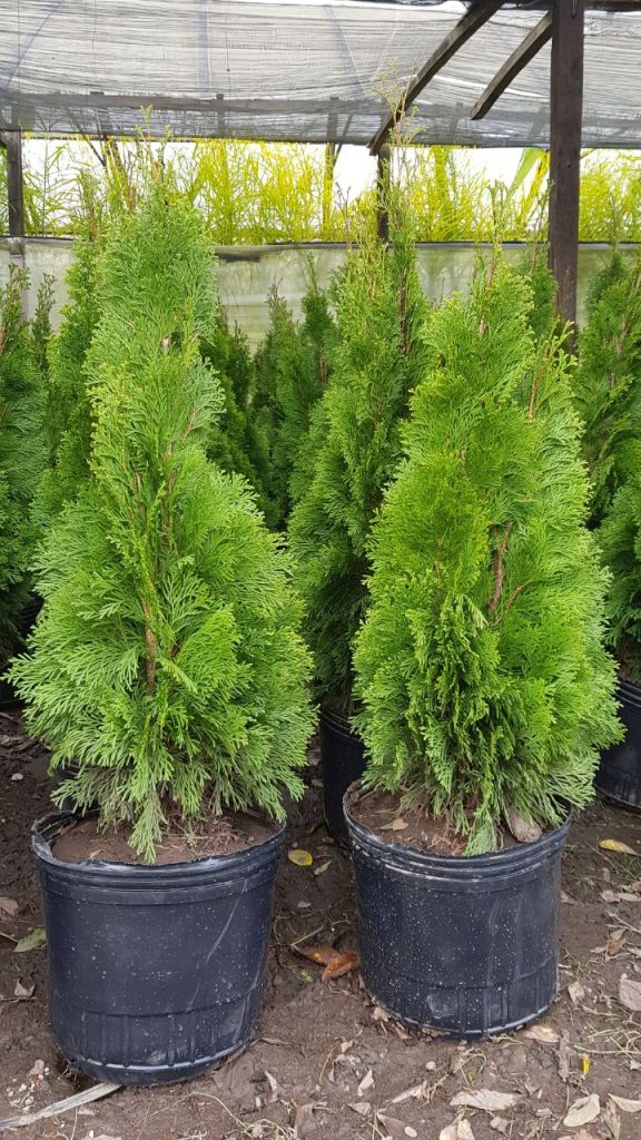 Thuja de Cerco